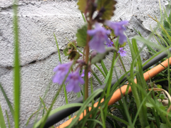 Glechoma hederacea