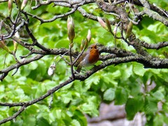 Erithacus rubecula