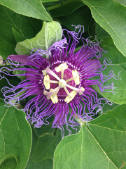 Passiflora