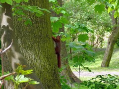 Sciurus vulgaris