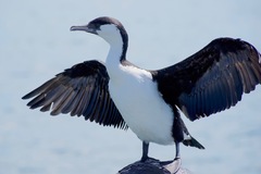 Black-Faced Cormorant photo 3