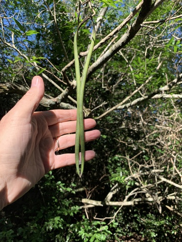 Wrightia natalensis (Wrightia natalensis)