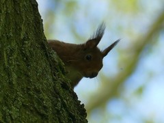 Sciurus vulgaris