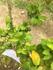 Hibiscus rosa-sinensis