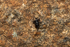 Brachygaster
