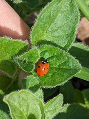 Coccinella septempunctata