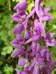Orchis mascula