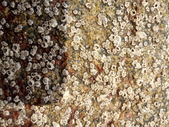 Chthamalus hedgecocki