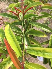 Heliconia psittacorum