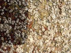 Chthamalus hedgecocki