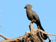 Corythaixoides concolor pallidiceps
