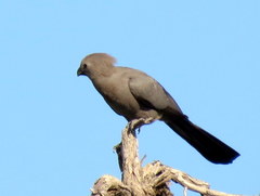 Corythaixoides concolor pallidiceps