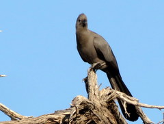 Corythaixoides concolor pallidiceps