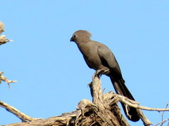 Corythaixoides concolor pallidiceps