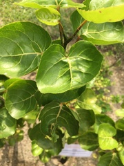 Polyscias balfouriana