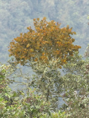 Dendrophthora obliqua