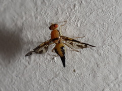 Austrorioxa acidiomorpha