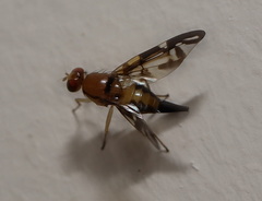 Austrorioxa acidiomorpha