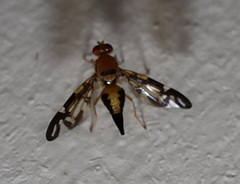 Austrorioxa acidiomorpha