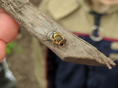 Syrphus
