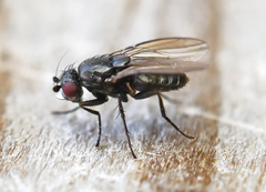 Leptocera