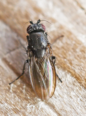Leptocera