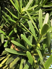 Podocarpus costalis