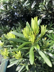 Podocarpus costalis