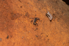 Pseudolychas ochraceus