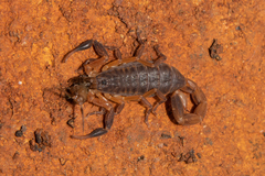 Pseudolychas ochraceus