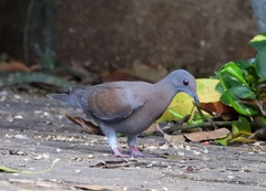 Patagioenas cayennensis
