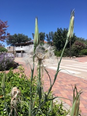 Tragopogon coelesyriacus