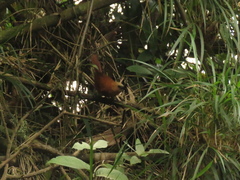 Cinnycerthia unirufa