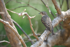 Muscicapa dauurica dauurica