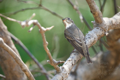 Muscicapa dauurica dauurica