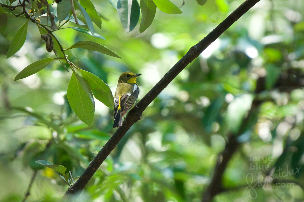 Green-Backed Flycatcher