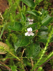 Viola scandens