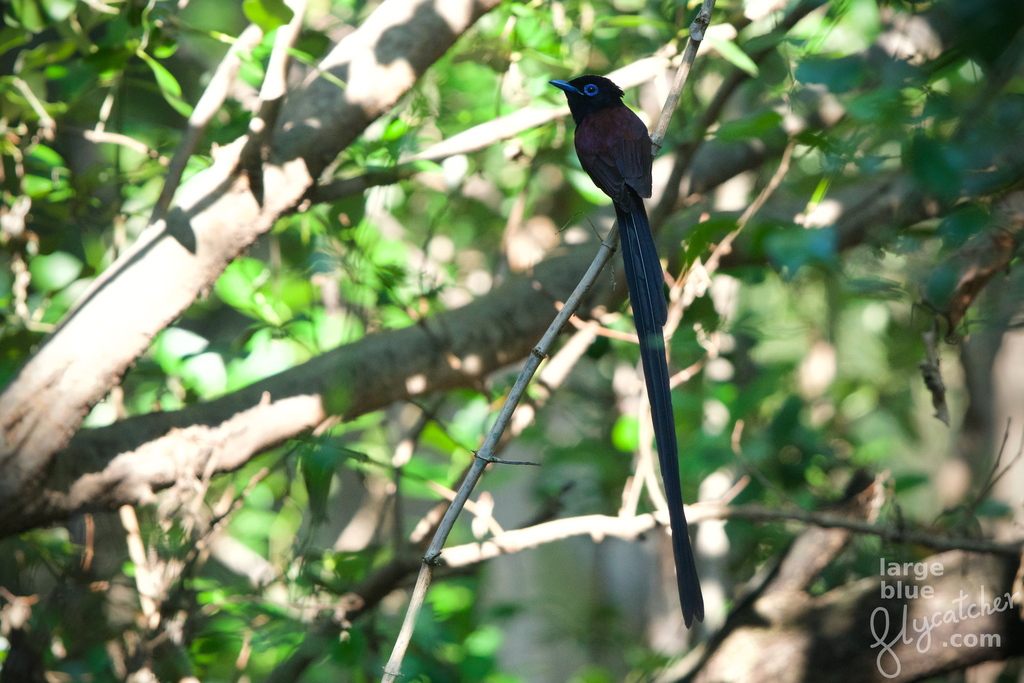 Japanese Paradise-Flycatcher
