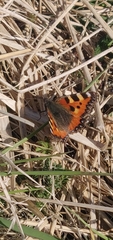 Aglais urticae