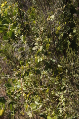 Cynanchum obtusifolium