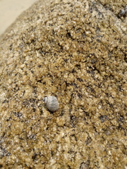 Echinolittorina aspera