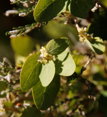 Cynanchum obtusifolium