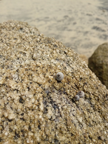 Caracol bígaro