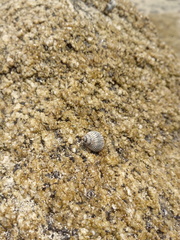 Echinolittorina aspera