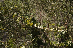 Cynanchum obtusifolium