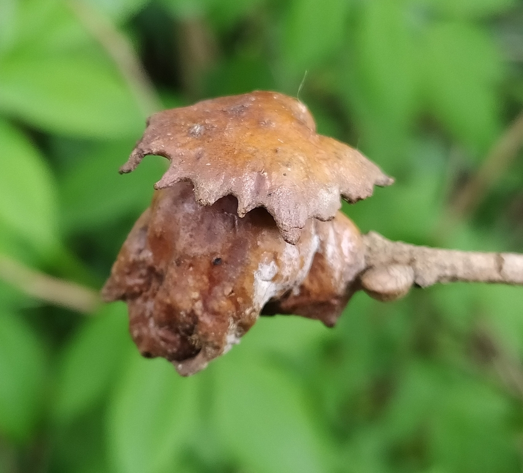 Andricus dentimitratus