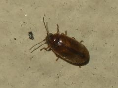 Contacyphon laevipennis