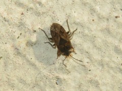 Trapezonotus arenarius