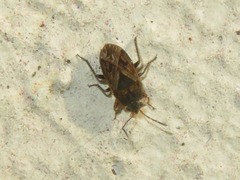 Trapezonotus arenarius