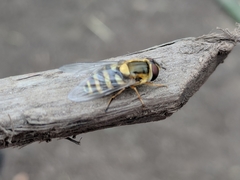 Syrphus